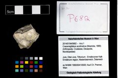 Foto (Objekt + Etikett) von Cracensigillatus acutirostrus (Moericke, 1889)  (NHMW-GEO-2014-0194-0682)